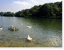 黑添池（Kulongdoike）