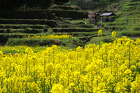 生駒市観光協会賞