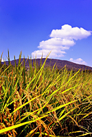 生駒市観光協会賞