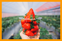 いちごの縁 F（エッフェ）